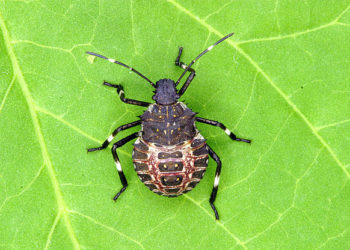 stink_bug